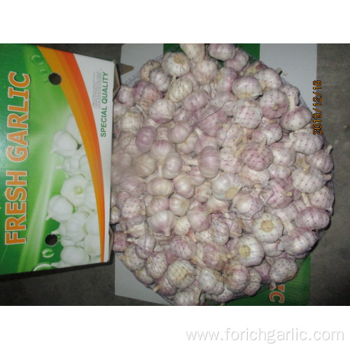 Fresh Normal White Garlic Best